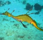 Sea Dragon