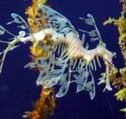 Sea Dragon