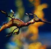 Sea Dragon