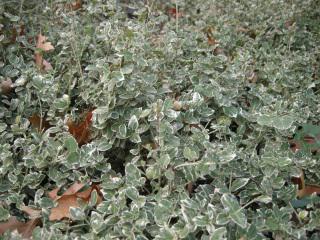 Euonymus fortunei 'Silver Queen' (10/11/2011, London)