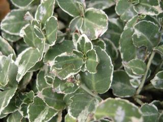 Euonymus fortunei 'Silver Queen' detail (10/11/2011, London)