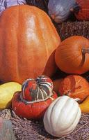 Gratitude: A Healthy Thanksgiving Recipe
