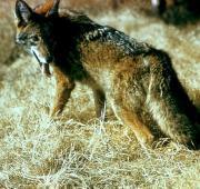 Coyote