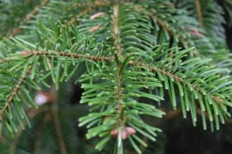 Abies nordmanniana subsp. nordmanniana detail (12/11/2011, Kew, London)