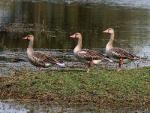 Greylag Geese