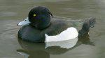 Tufted-Duck