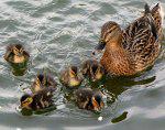 Mallard and Ducklings