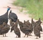 Guinea Fowl