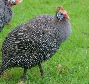 Guinea Fowl