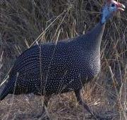 Guinea Fowl