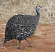 Guinea Fowl