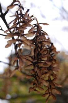 Acer capillipes seed (12/11/2011, Kew, London)