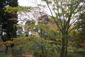 Acer capillipes (12/11/2011, Kew, London)