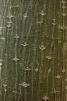 Acer capillipes bark (12/11/2011, Kew, London)