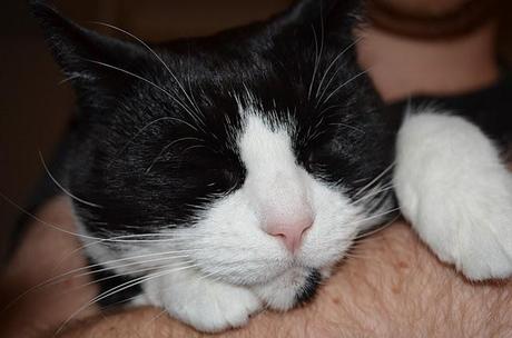 Wordless Wednesday - The Cat That Owns The Paw!