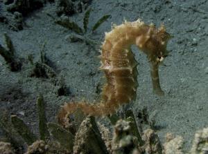 Seahorse trade devastating wild populations