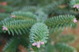 Abies pinsapo detail (12/11/2011, Kew, London)