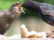 Amazing Images Baby Birds Dinner Time