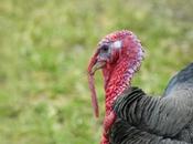 Thanksgiving: Just About Turkeys