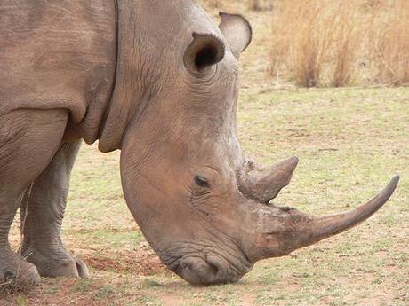 Rhino Horn Medicine - Paperblog