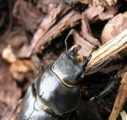 Stag Beetle