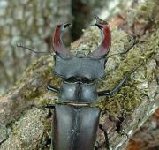 Stag Beetle