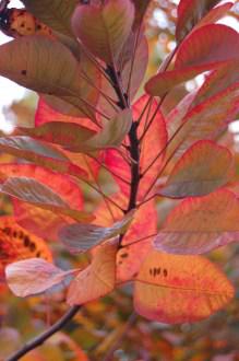 Cotinus coggygria 'Royal Purple' autumn leaf (12/11/2011, Kew, London)