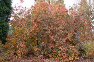 Cotinus coggygria 'Royal Purple' (12/11/2011, Kew, London)