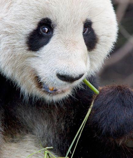 Why Pandas Love Bamboo???