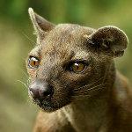 Fossa