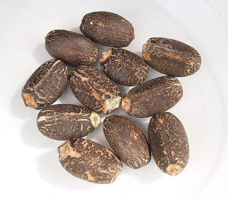 Jatropha Curcas- Biodisel from seeds.