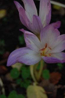 Colchicum speciosum detail (12/11/2011, Kew, London)