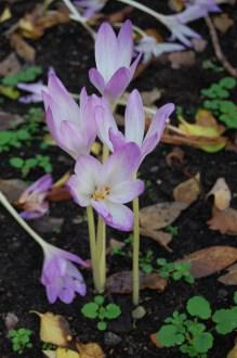 Colchicum speciosum (12/11/2011, Kew, London)