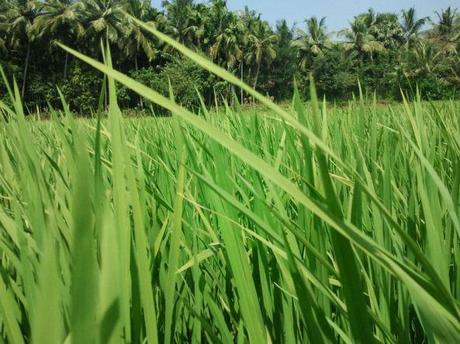 Whispering The Sounds Of The Greenery Around !!!