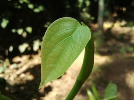 Whispering The Sounds Of The Greenery Around !!!