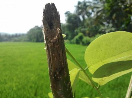 Whispering The Sounds Of The Greenery Around !!!