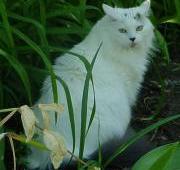 Maine Coon