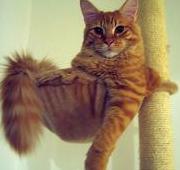 Maine Coon