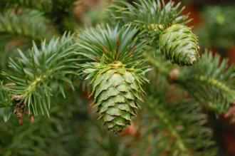 Cunninghamia lanceolata detail (12/11/2011, Kew, London)