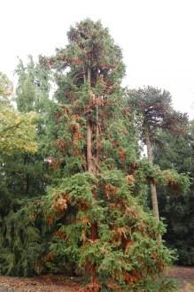 Cunninghamia lanceolata (12/11/2011, Kew, London)