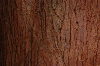 Cunninghamia lanceolata bark (12/11/2011, Kew, London)