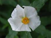 Plant Week: Cistus Laxus