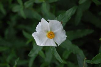 Cistus x laxus flower (12/11/2011, Kew, London)