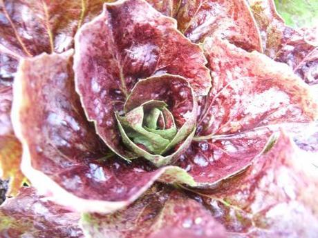 My radicchio - how to grow it is a mystery to me but it seems to be OK!