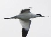 Featured Animal: Avocet