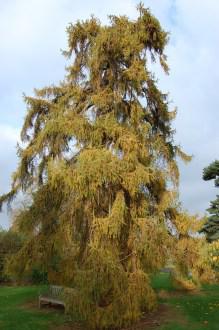 Larix decidua (12/11/2011, Kew, London)