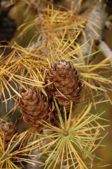 Larix decidua cone (12/11/2011, Kew, London)