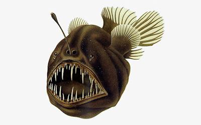 The Anglerfish Can Teach Us A Thing Or Two About Finding Our Other Half