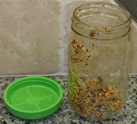 The following morning, after letting the seeds sit in the water for about 12 hours, I put my special strainer lid on my jar and drained the water.  