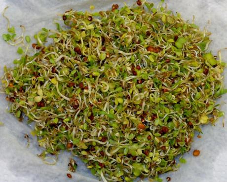 And, finally this evening, Thursday, May 22, my sprouts were ready!  This blend is lovely with a little bit of spice, but not too much.  I can't wait to do this again!  